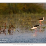 Saison : Printemps - Lieu : Le Crotoy, Baie de Somme, Somme, Hauts-de-France, France.