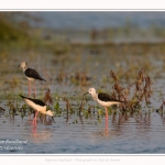 Saison : Printemps - Lieu : Le Crotoy, Baie de Somme, Somme, Hauts-de-France, France.