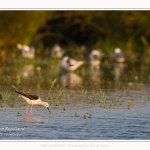 Saison : Printemps - Lieu : Le Crotoy, Baie de Somme, Somme, Hauts-de-France, France.