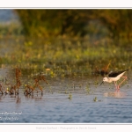 Saison : Printemps - Lieu : Le Crotoy, Baie de Somme, Somme, Hauts-de-France, France.