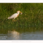 Ce héron garde-boeuf a attrapé un énorme crapaud qu'il est incapable de manger. Il le trempe dans l'eau, essaie de le tourner différemment, mais il ne parvient pas à l'avaler. Un autre héron essaiera de lui chipper mais il defendra sa prise avant de l'abandonner. Saison : Printemps - Lieu : Le Crotoy, Baie de Somme, Somme, Hauts-de-France, France.