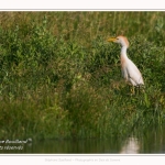 Saison : Printemps - Lieu : Le Crotoy, Baie de Somme, Somme, Hauts-de-France, France.