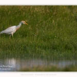 Saison : Printemps - Lieu : Le Crotoy, Baie de Somme, Somme, Hauts-de-France, France.