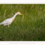 Saison : Printemps - Lieu : Le Crotoy, Baie de Somme, Somme, Hauts-de-France, France.