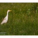 Saison : Printemps - Lieu : Le Crotoy, Baie de Somme, Somme, Hauts-de-France, France.