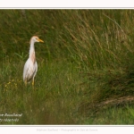 Saison : Printemps - Lieu : Le Crotoy, Baie de Somme, Somme, Hauts-de-France, France.