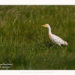 Saison : Printemps - Lieu : Le Crotoy, Baie de Somme, Somme, Hauts-de-France, France.