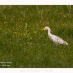 Saison : Printemps - Lieu : Le Crotoy, Baie de Somme, Somme, Hauts-de-France, France.