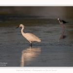 Aigrette_garzette_19_07_2016_013-border