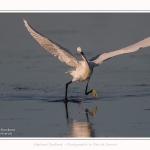 Aigrette_garzette_19_07_2016_019-border