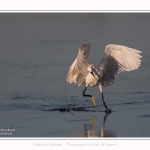 Aigrette_garzette_19_07_2016_020-border