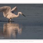 Aigrette_garzette_19_07_2016_023-border