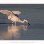 Aigrette_garzette_19_07_2016_024-border