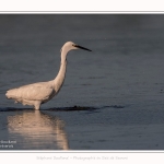 Aigrette_garzette_19_07_2016_026-border