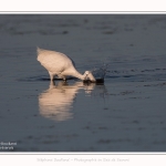 Aigrette_garzette_19_07_2016_027-border