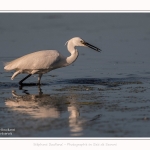 Aigrette_garzette_19_07_2016_030-border