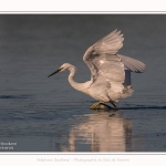 Aigrette_garzette_19_07_2016_035-border