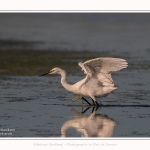 Aigrette_garzette_19_07_2016_041-border