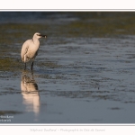 Aigrette_garzette_19_07_2016_045-border
