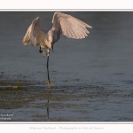 Aigrette_garzette_19_07_2016_054-border