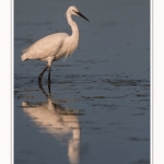 Aigrette_garzette_19_07_2016_059-border