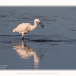 Aigrette_garzette_19_07_2016_062-border