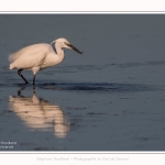 Aigrette_garzette_19_07_2016_072-border