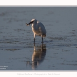 Aigrette_garzette_19_07_2016_089-border