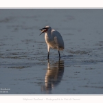 Aigrette_garzette_19_07_2016_090-border