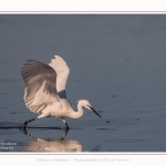 Aigrette_garzette_19_07_2016_095-border