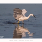 Aigrette_garzette_19_07_2016_098-border