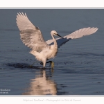 Aigrette_garzette_19_07_2016_099-border