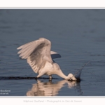 Aigrette_garzette_19_07_2016_104-border