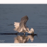 Aigrette_garzette_19_07_2016_105-border