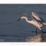 Aigrette_garzette_19_07_2016_108-border