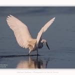 Aigrette_garzette_19_07_2016_111-border