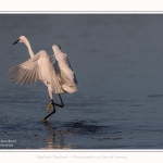 Aigrette_garzette_19_07_2016_113-border