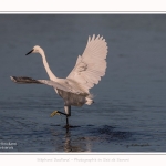 Aigrette_garzette_19_07_2016_114-border