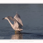 Aigrette_garzette_19_07_2016_116-border
