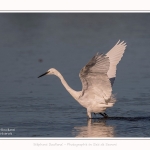 Aigrette_garzette_19_07_2016_117-border