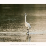 Aigrette_garzette_20_07_2016_010-border