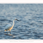 Aigrette_garzette_20_07_2016_013-border
