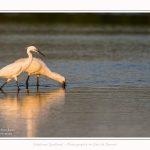 Aigrette_garzette_20_07_2016_014-border