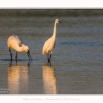 Aigrette_garzette_20_07_2016_015-border