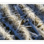 Vague de froid sur la Baie de Somme