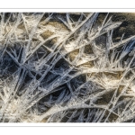 Vague de froid sur la Baie de Somme