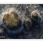 Vague de froid sur la Baie de Somme