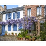 La glycine rue de la Porte de Nevers à Saint-Valery