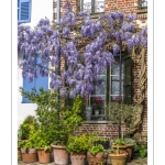 La glycine rue de la Porte de Nevers à Saint-Valery