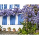 La glycine rue de la Porte de Nevers à Saint-Valery